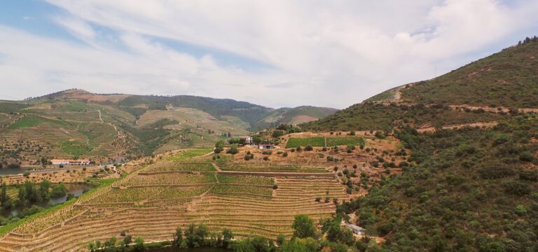 Niepoort winery